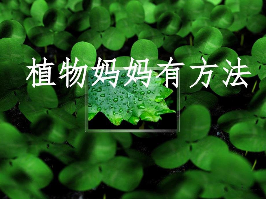 （人教新课标）二年级语文上册《植物妈妈有办法》课件_第1页