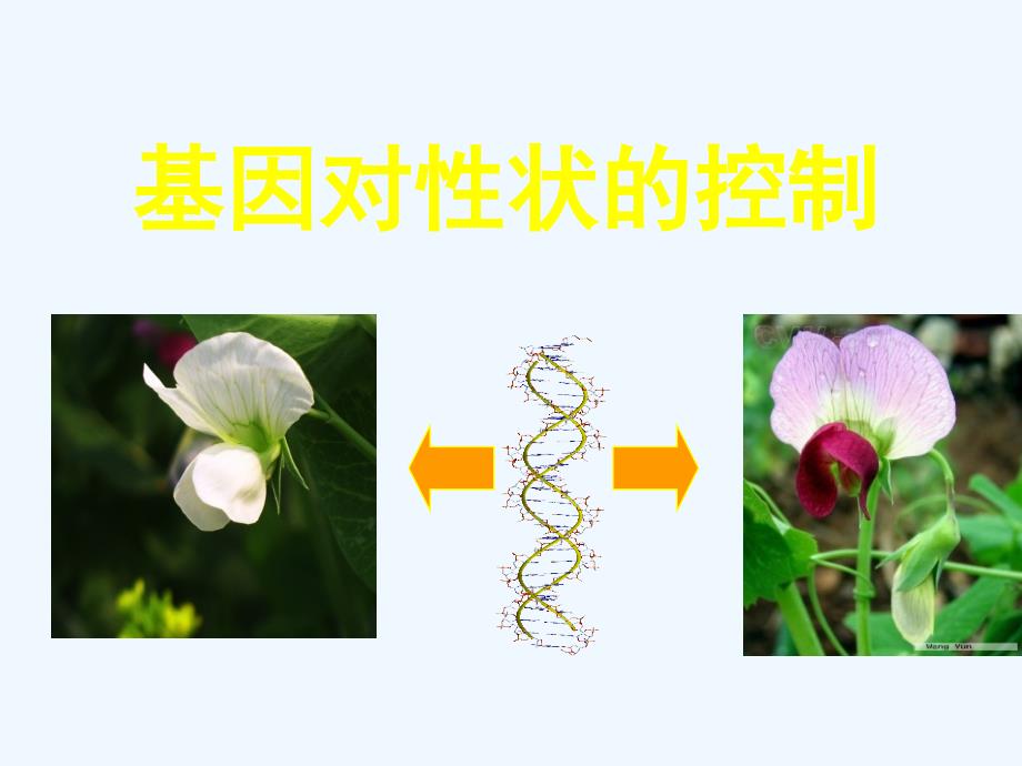 高考生物 基因对性状的控制课件_第1页