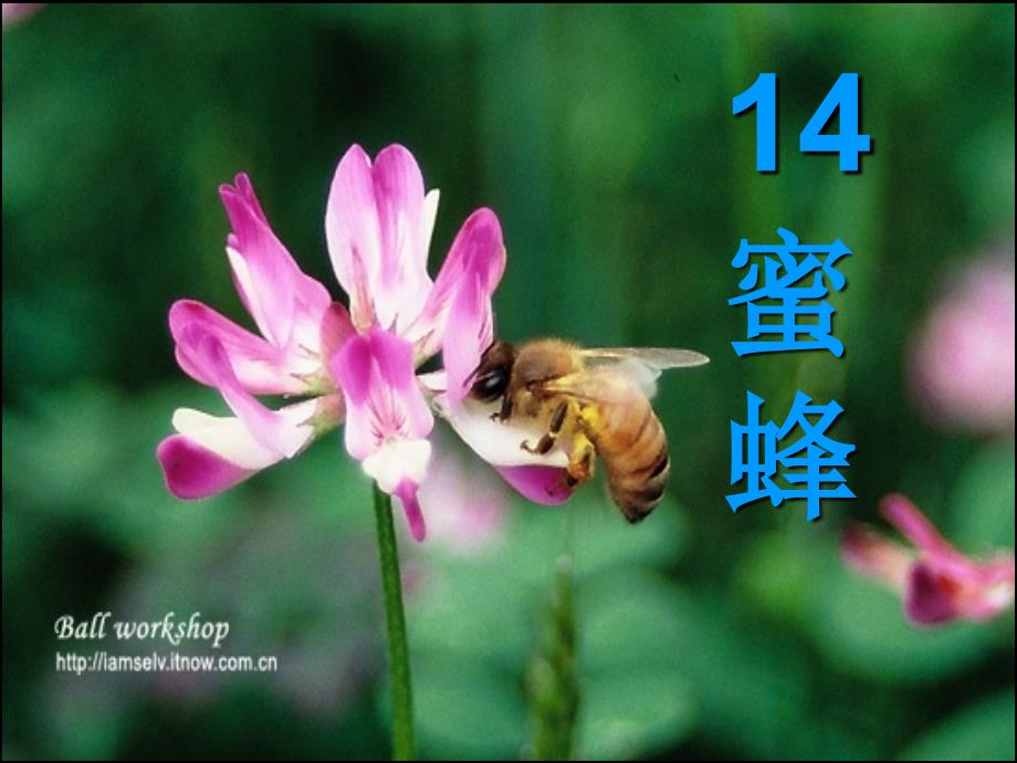 14《蜜蜂》课件3_第1页