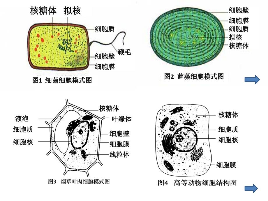 细胞多样性与统一性_第1页