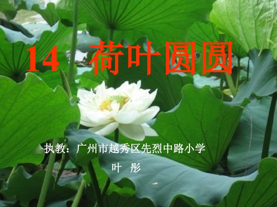 3月19日《荷叶圆圆》_第1页