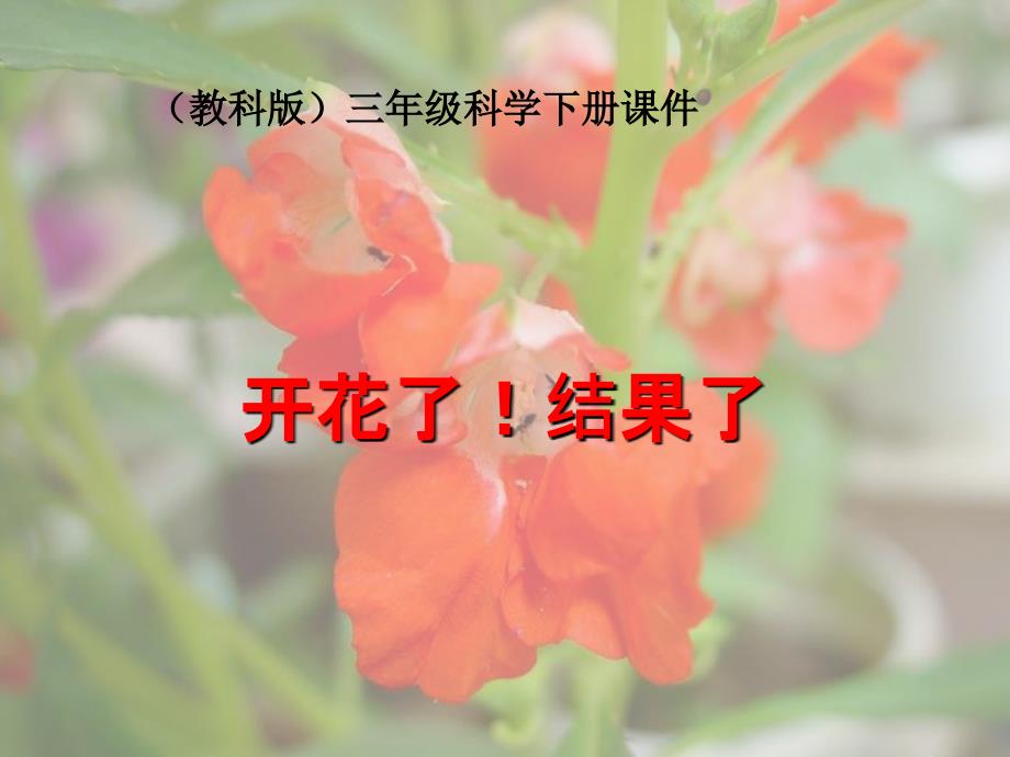 16开花了_结果了_第1页