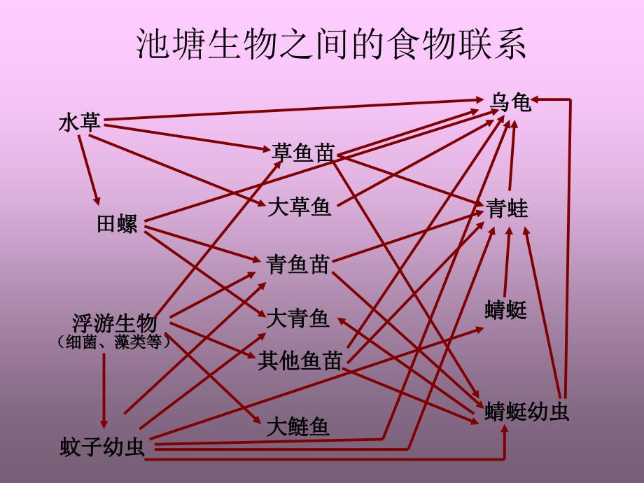 池塘生物之间的食物联系_第1页