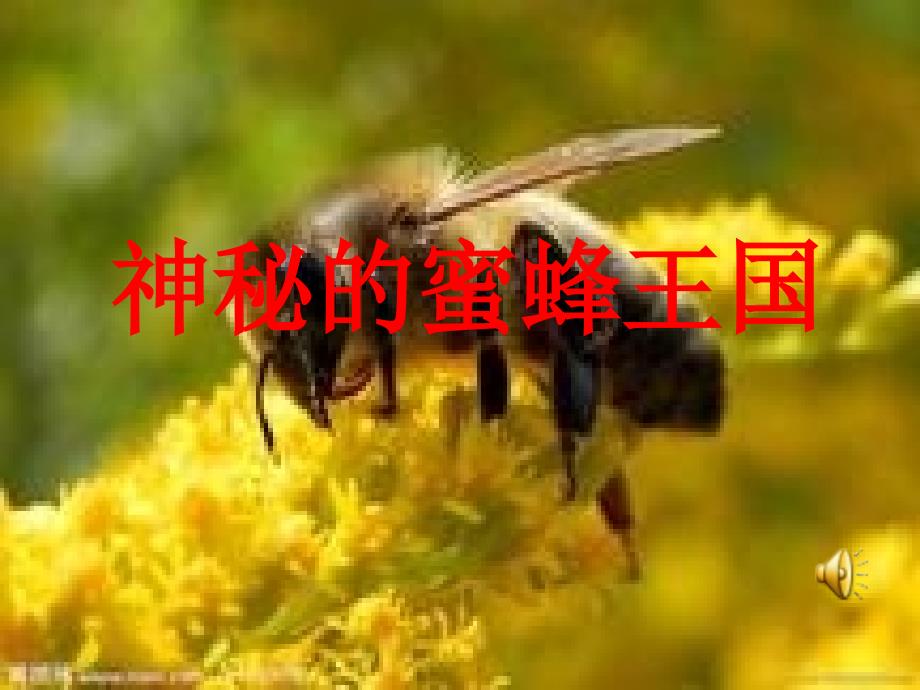 信息技术《神秘的蜜蜂王国》课件_第1页