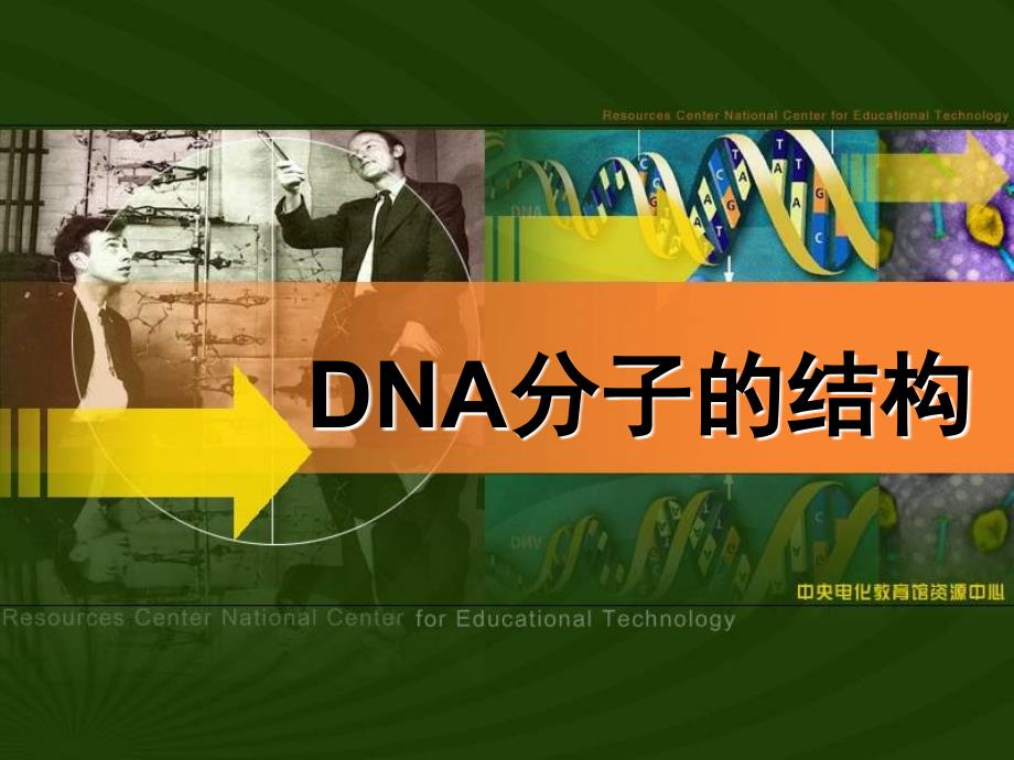 第二节、DNA分子结构_第1页