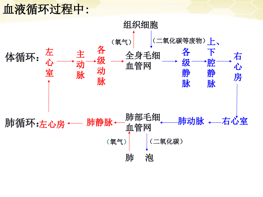 445人体内废物的排出PPT_第1页