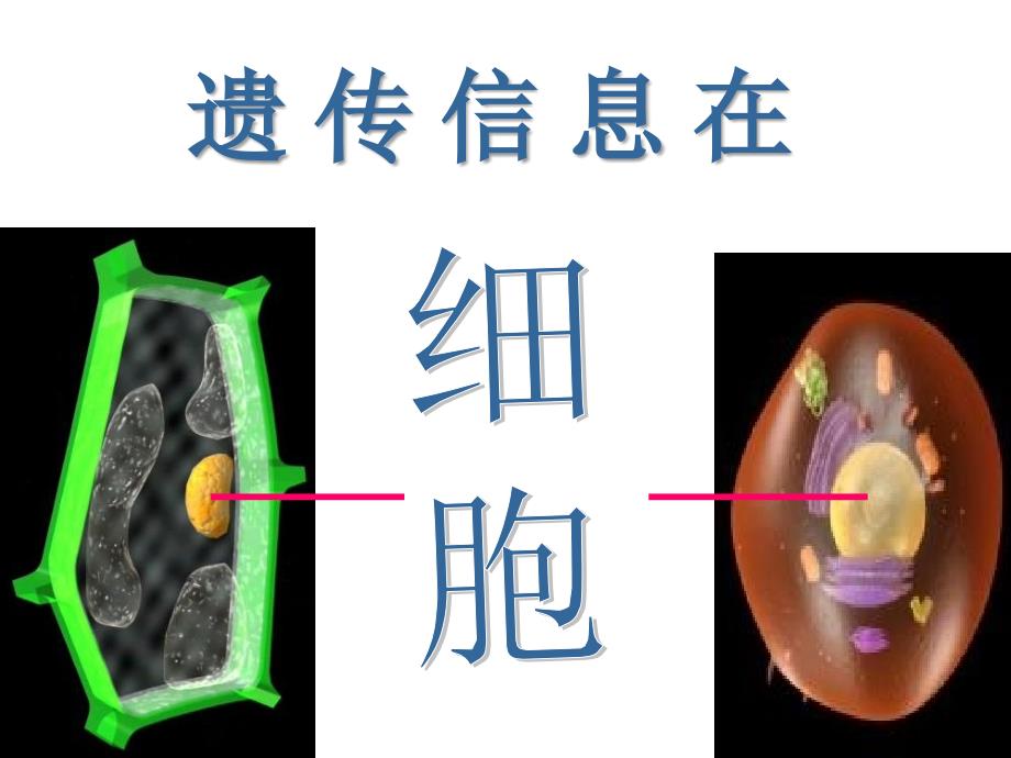 初一生物课件_第1页