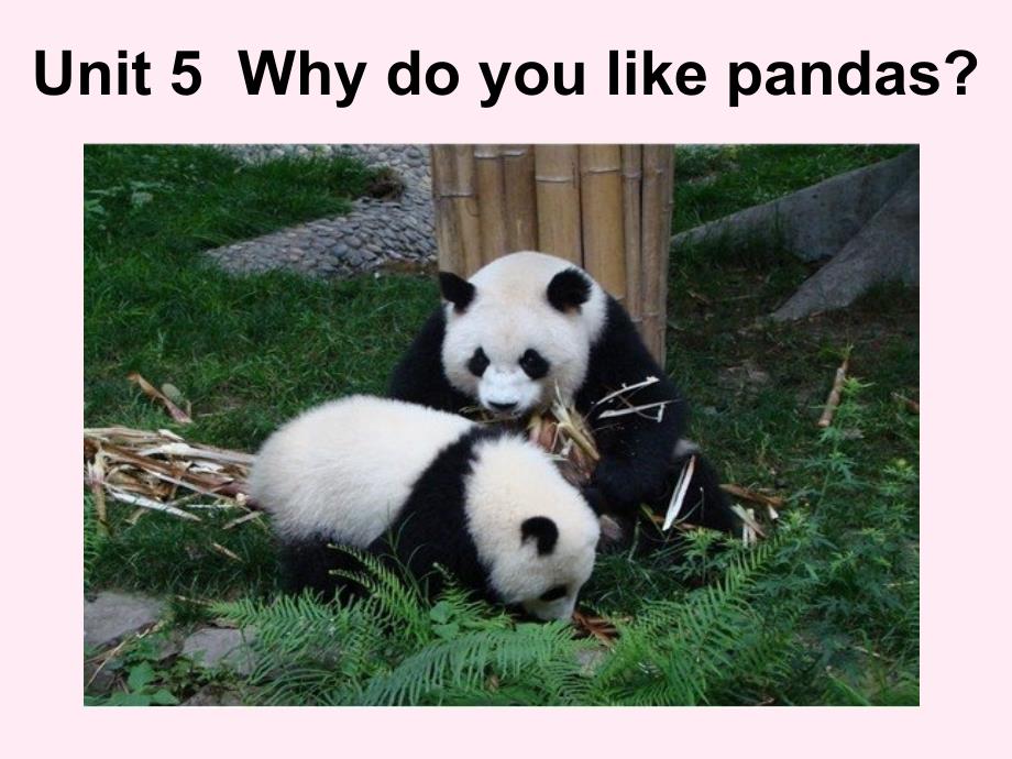 Unit5whydoyoulikepandas_第1页