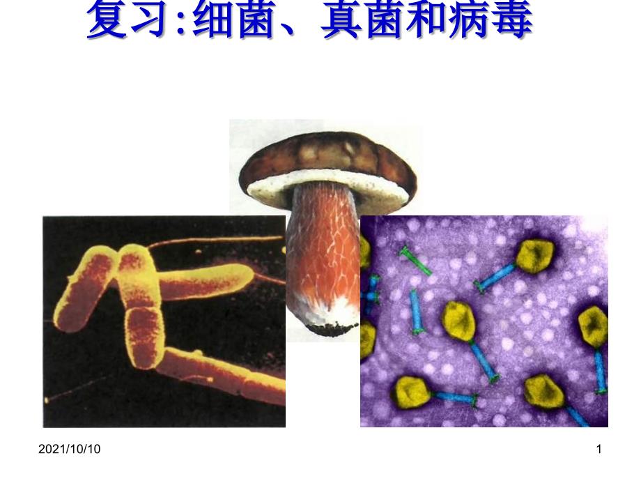 初二生物細(xì)菌、真菌和病毒復(fù)習(xí)_第1頁