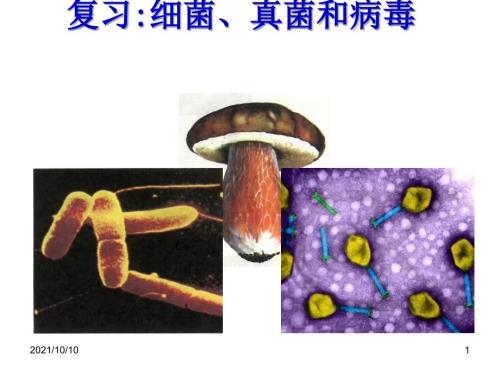 初二生物細(xì)菌、真菌和病毒復(fù)習(xí)