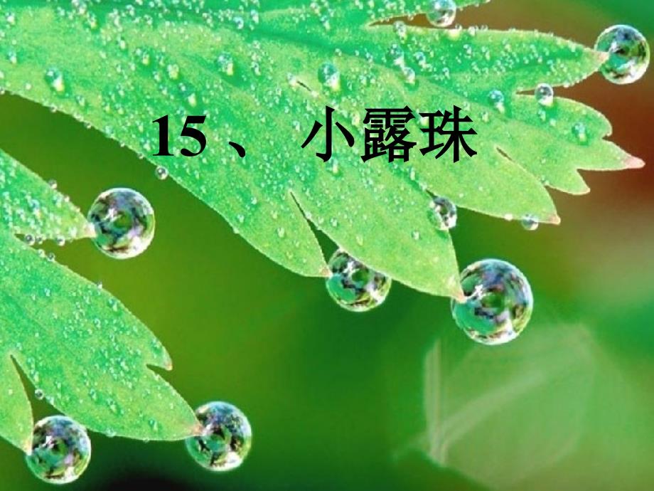 151小露珠_小学课件2_第1页