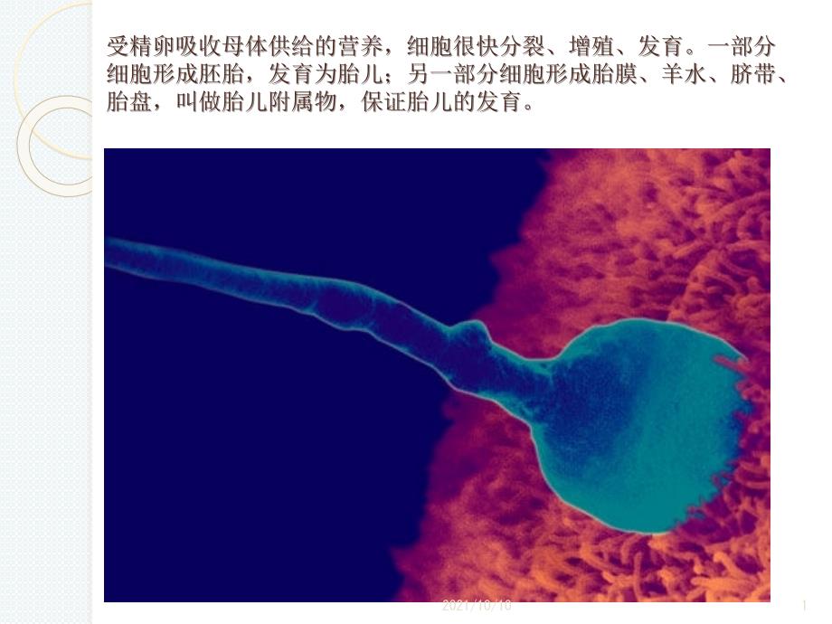 怀孕各月中胎儿发育全过程_第1页