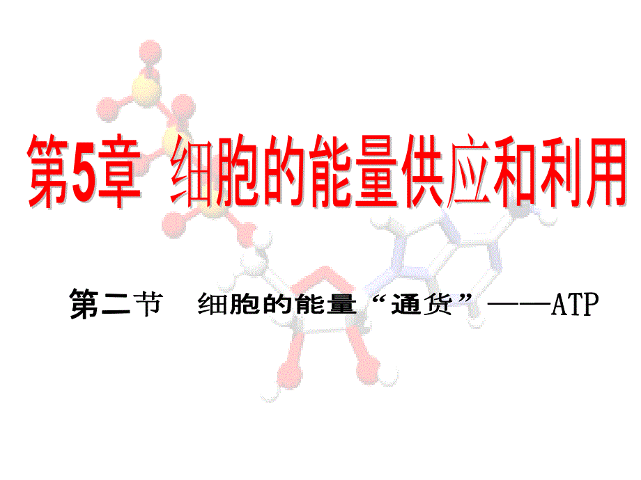 52细胞的能量“通货”—ATP_第1页