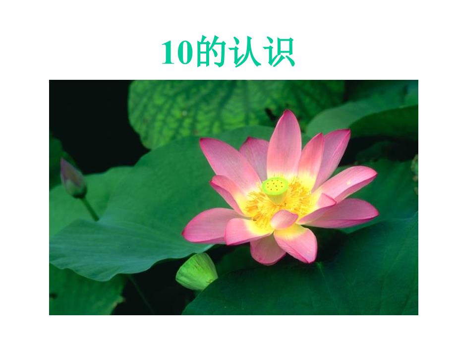 10的认识 (2)（教育精品）_第1页