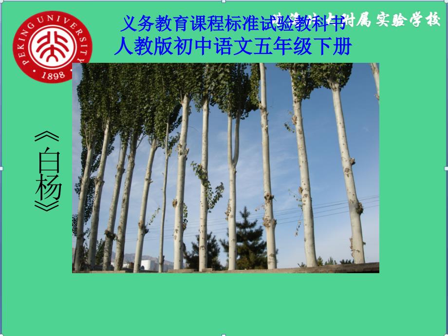 白杨_PPT_PPT课件_第1页