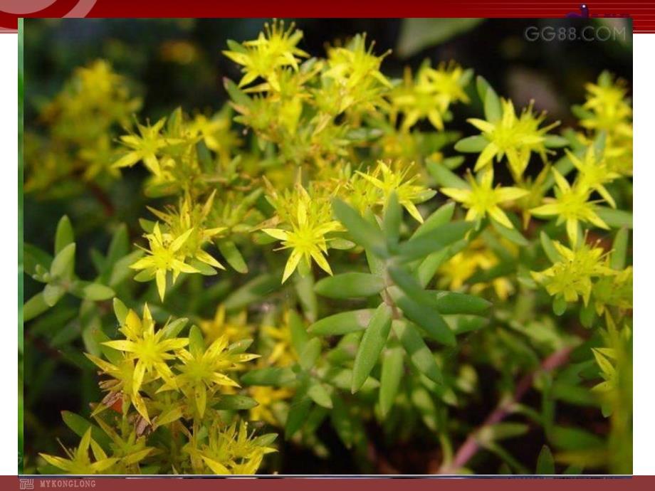 藻类、苔藓和蕨类植物_第1页