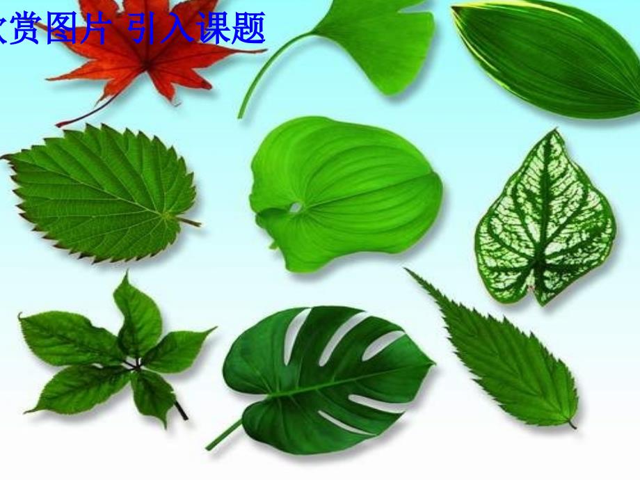 《植物光合作用的场所》课件孙晓（教育精品）_第1页