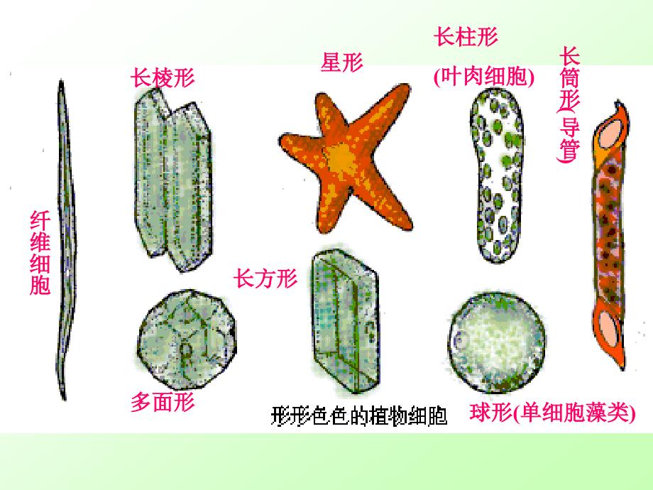 苏教版生物七上第三章第二节人和动物细胞的结构和功能（共29张PPT）_第1页