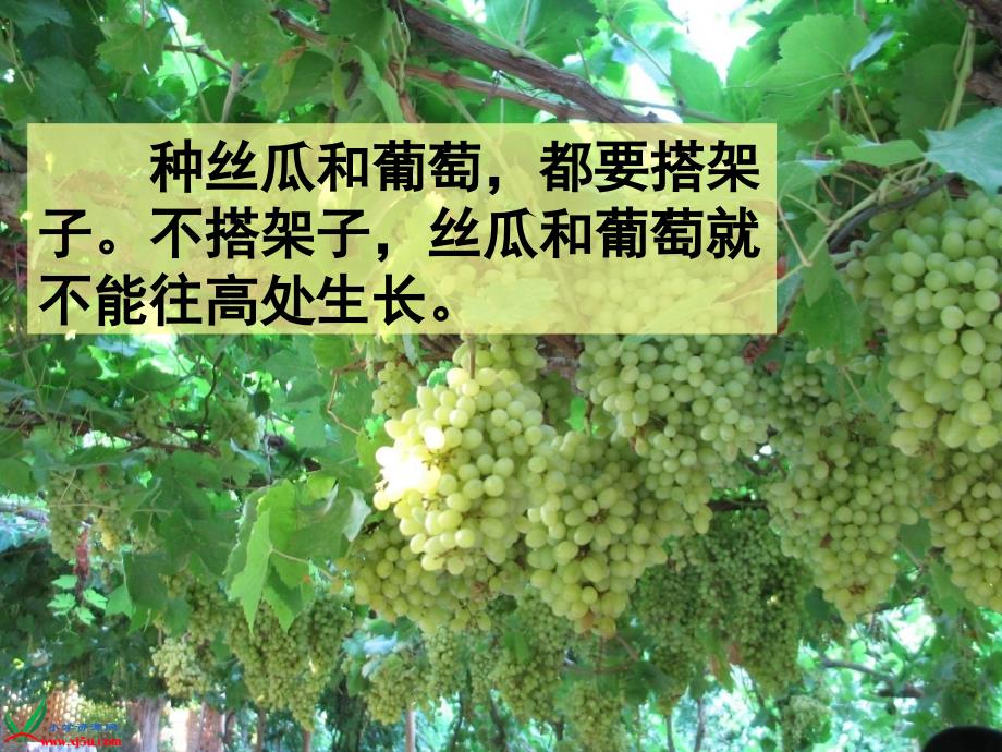 《爬山虎的脚》PPT_第1页