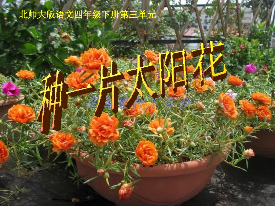 种一片太阳花(北师大版下册)PPT课件_第1页