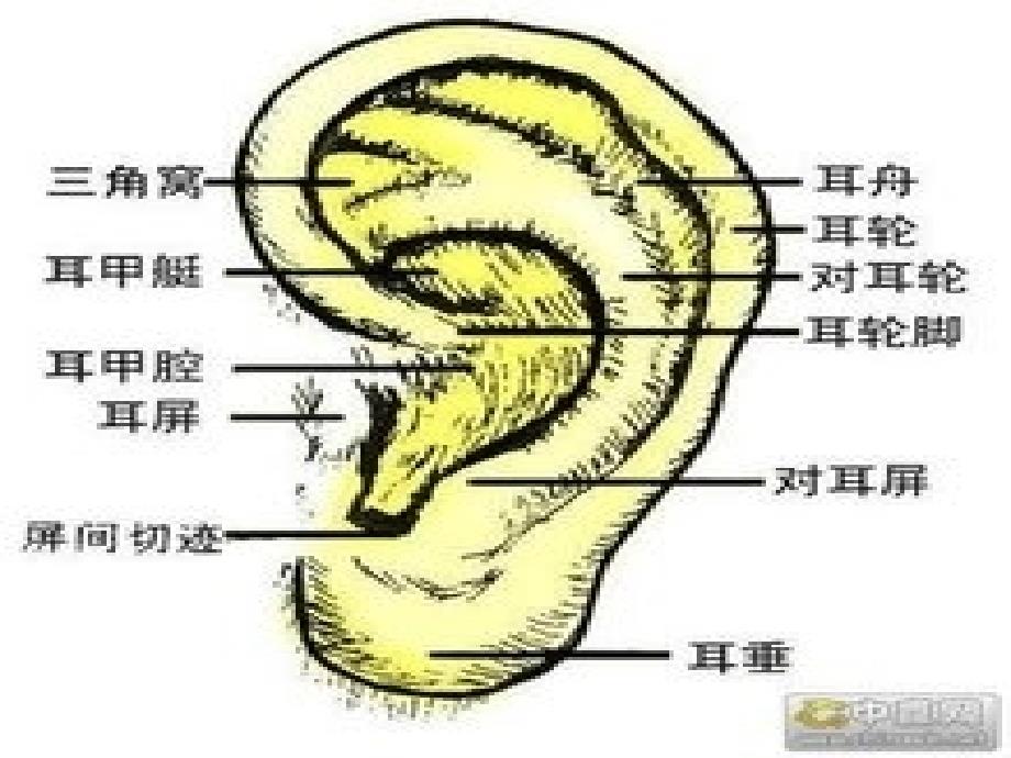 怎样保护自己的耳朵_第1页