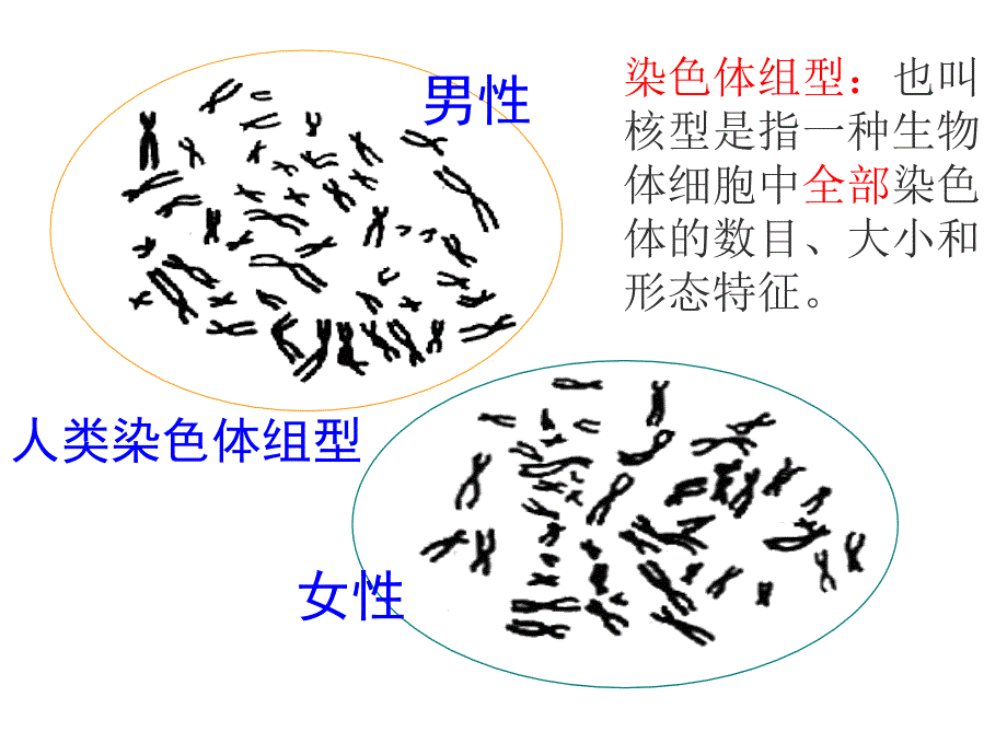 教育专题：第2章第3节伴性遗传_第1页