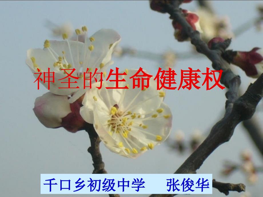 八年级上《神圣的生命健康权》（教育精品）_第1页