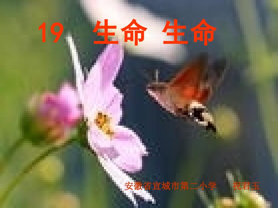 《生命生命》ppt课件【17页】（教育精品）_第1页