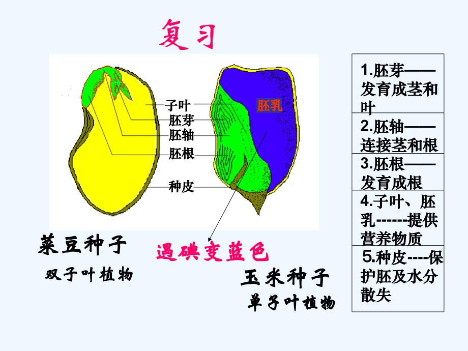 人教版七上第二章第一节种子的萌发（共18张PPT）（教育精品）_第1页