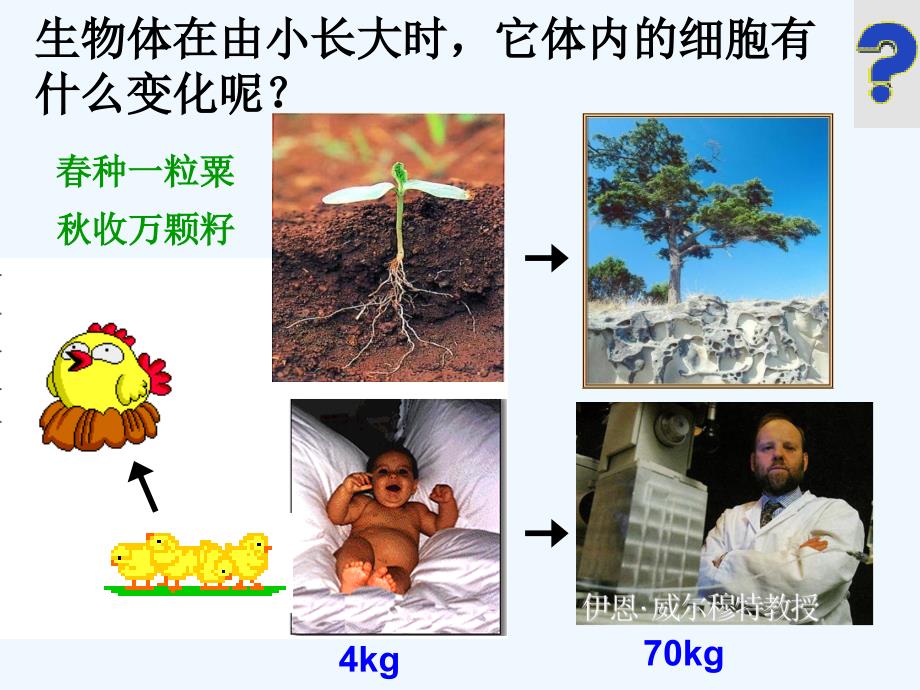 上课第一节_细胞通过产生新细胞（教育精品）_第1页