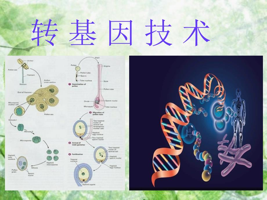 转基因技术--1-课件_第1页