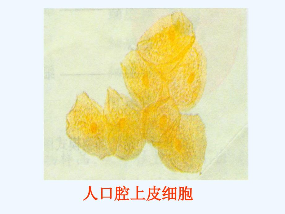 第四节细胞的生活（教育精品）_第1页