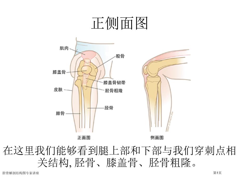 胫骨解剖结构图专家讲座_第1页