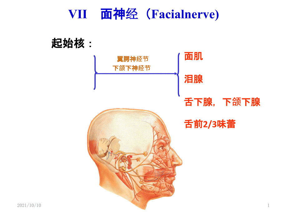 面神经解剖_第1页