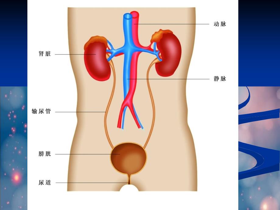 神经内分泌系统的学习_第1页