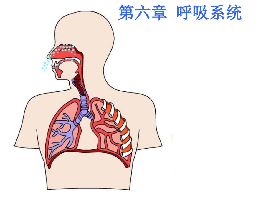 生命科学课件-人体组织解剖学第六章 呼吸系统_第1页