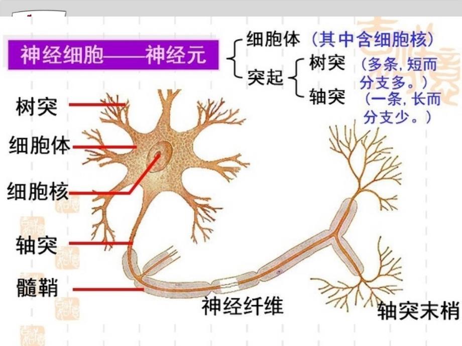 神经系统的调节一轮复习资料_第1页