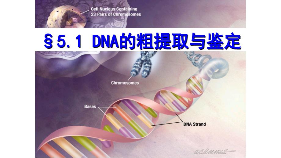 DNA的粗提取和鉴定市级公开课课件_第1页