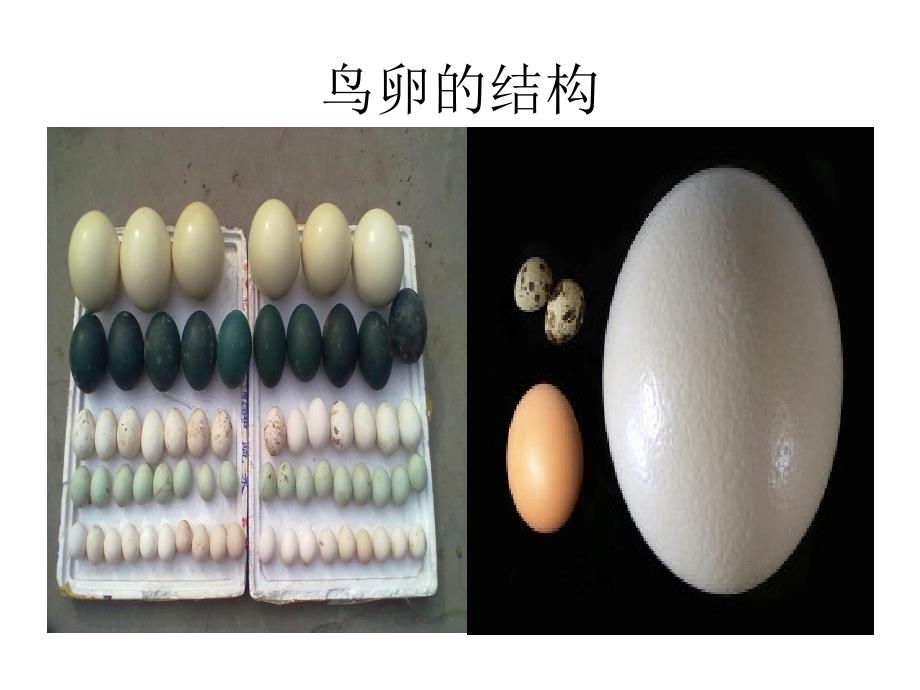 鸟的生殖和发育课件(教育精_第1页