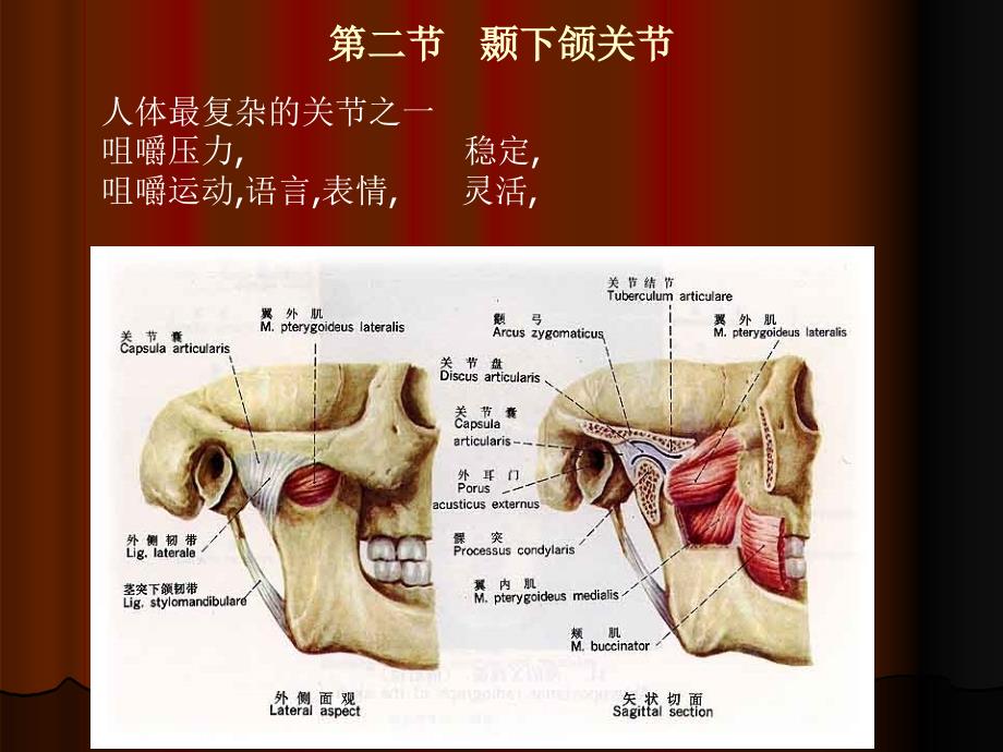 关于颞下颌关节解剖生理的若干争议_第1页