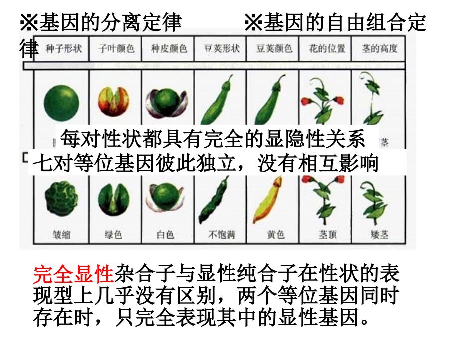 孟德尔定律的扩展课件_第1页