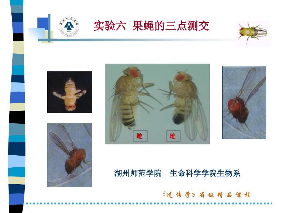 果蝇的三点测交讲解课件_第1页