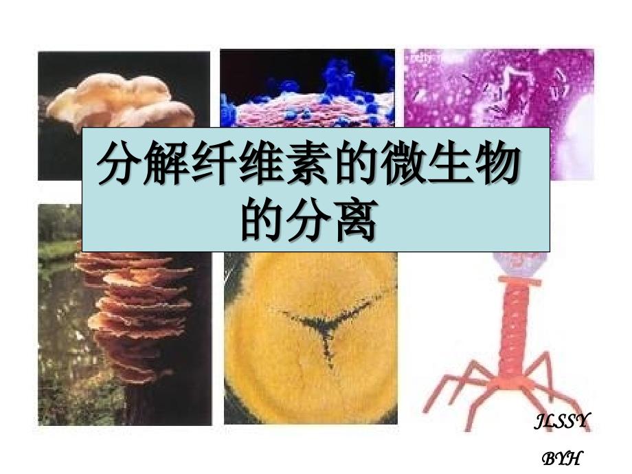 分解纤维素的微生物的分离(5)_第1页