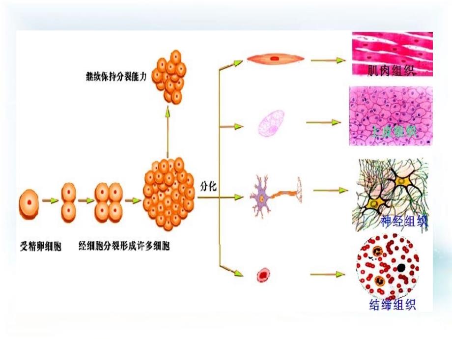 多细胞生物体的结构层次(3)_第1页