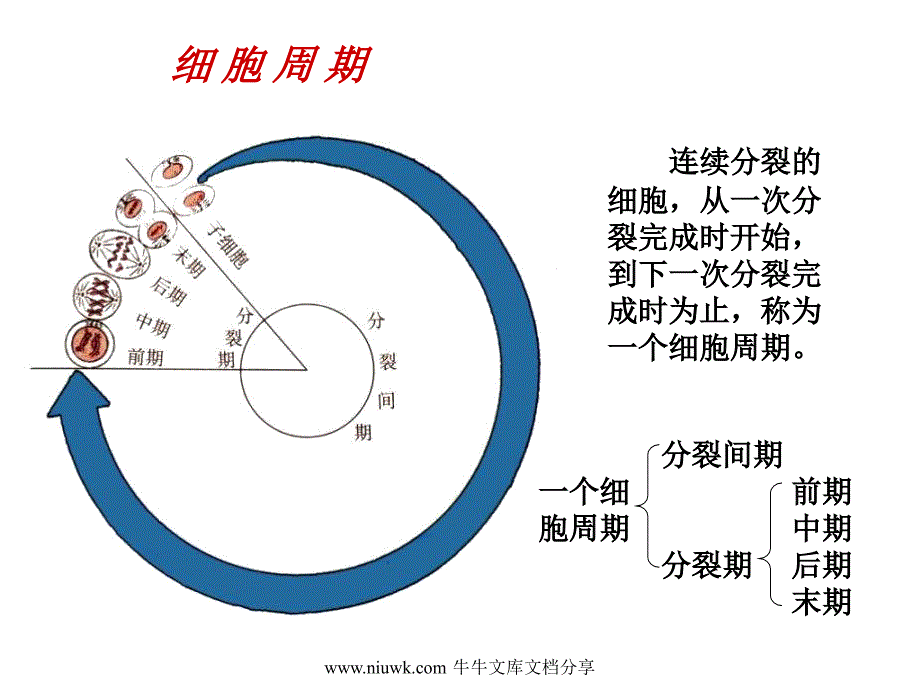 细胞的增殖癌变和衰老课件_第1页