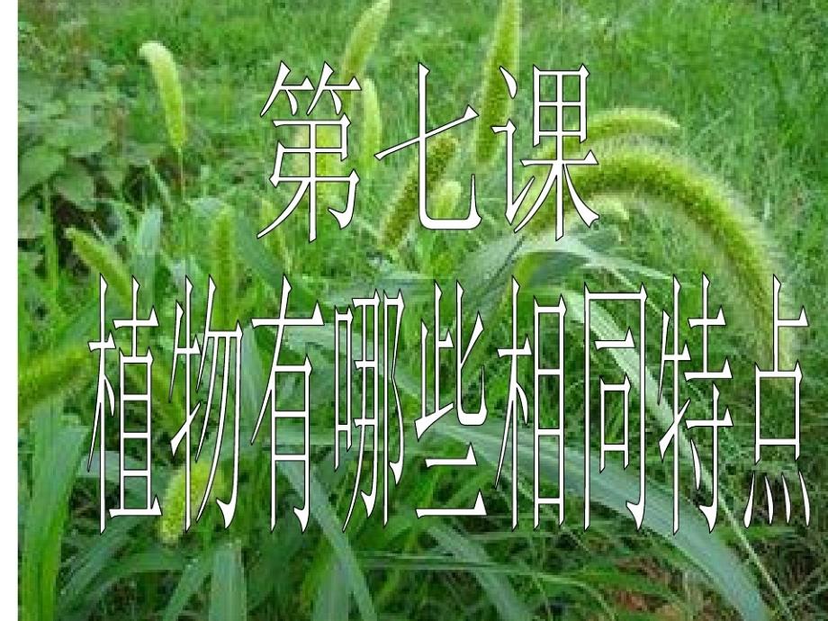 三年级上册植物的叶有哪些相同点课件_第1页