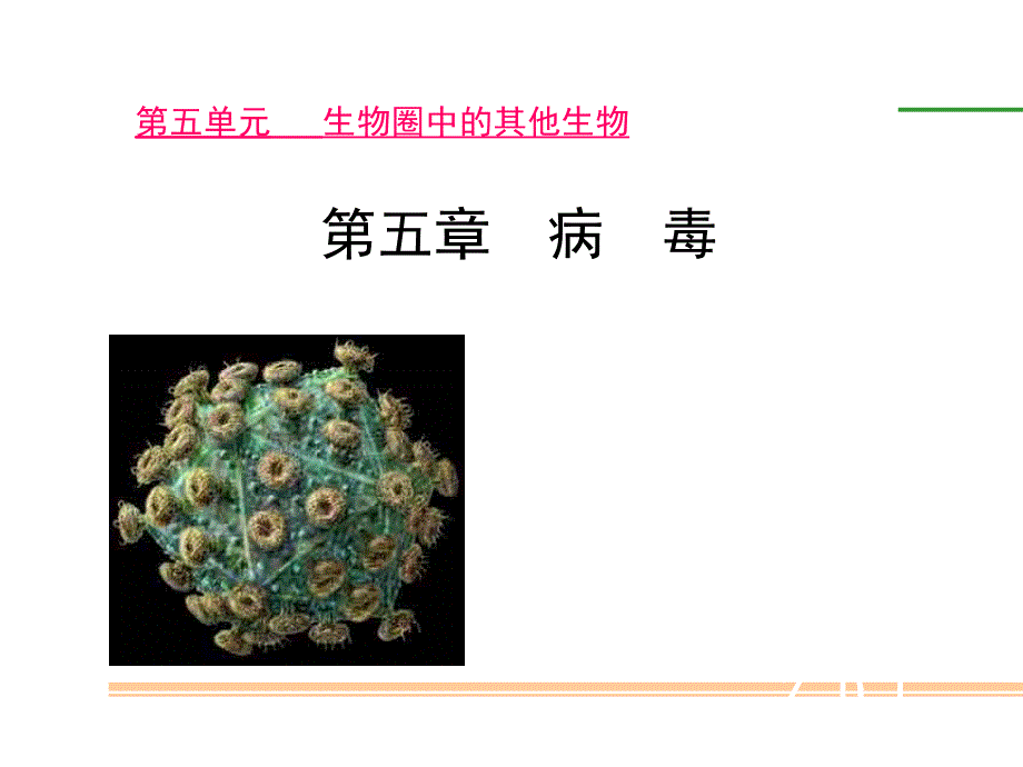 人教版八年级上册生物--55-病毒-课件--_参考_第1页