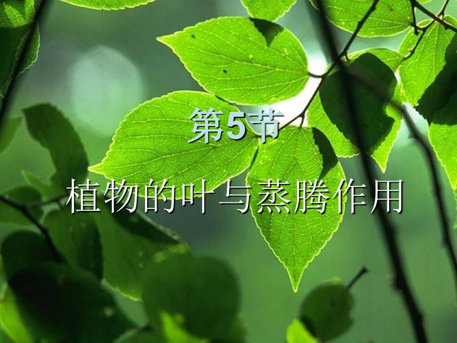 浙教版八下科学4-5植物的叶与蒸腾作用_第1页