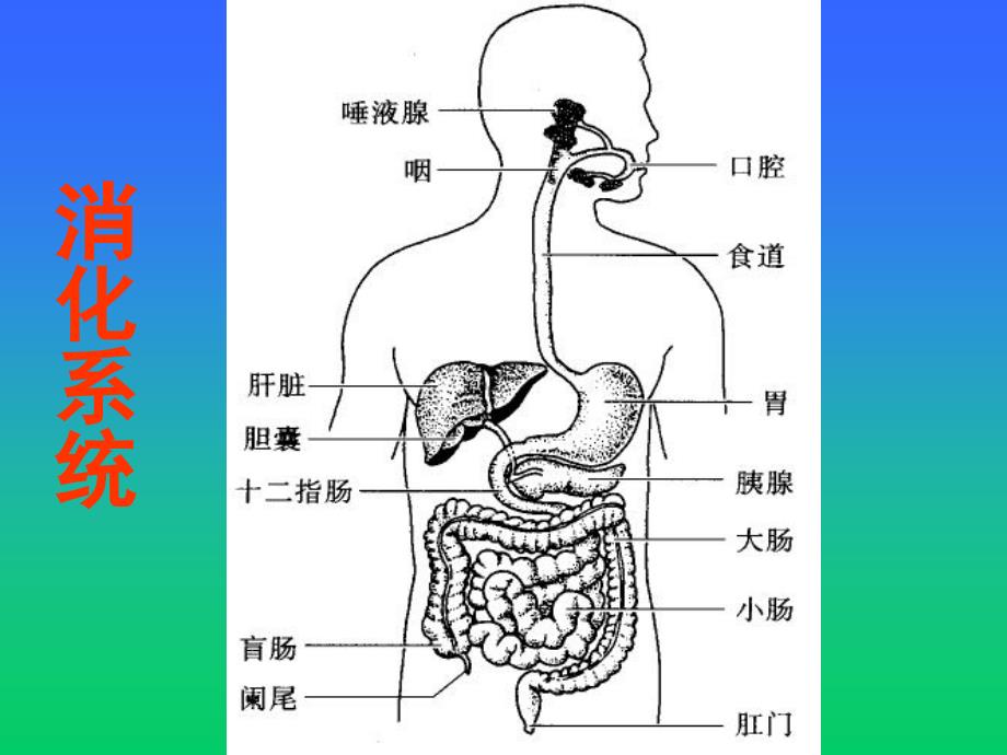 人体消化循环呼吸泌尿系统课件_第1页