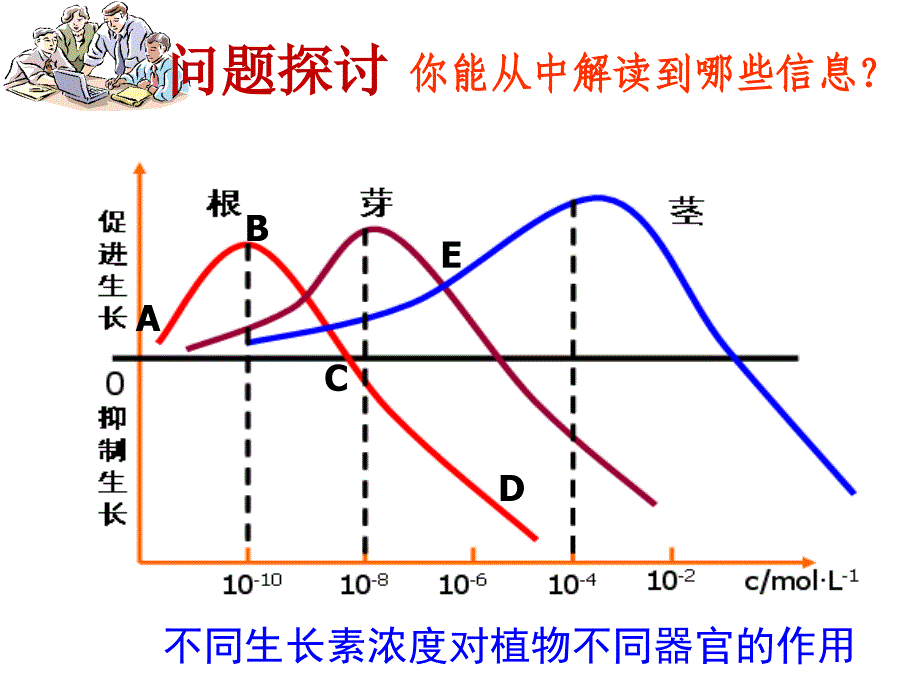 植物生长素的生理作用课件_第1页